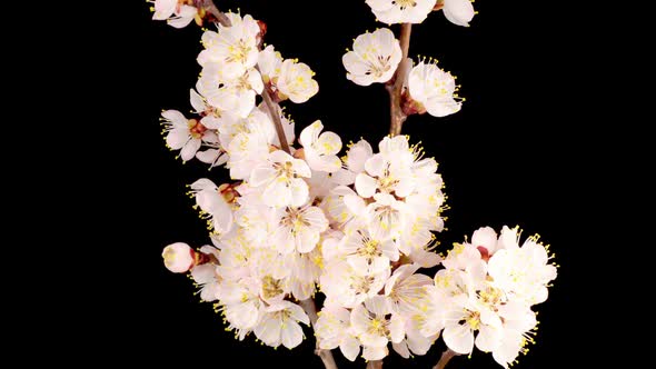 White Flowers Blossoms on the Branches of Apricot Tree