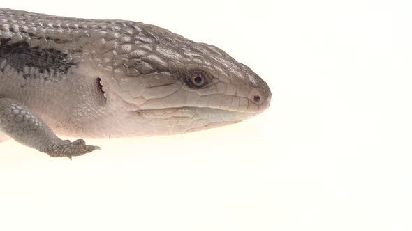 Eastern Blue Tongue Lizard - Tiliqua Scincoides Isolated on White