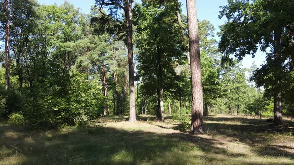 Green Forest with Trees By Day