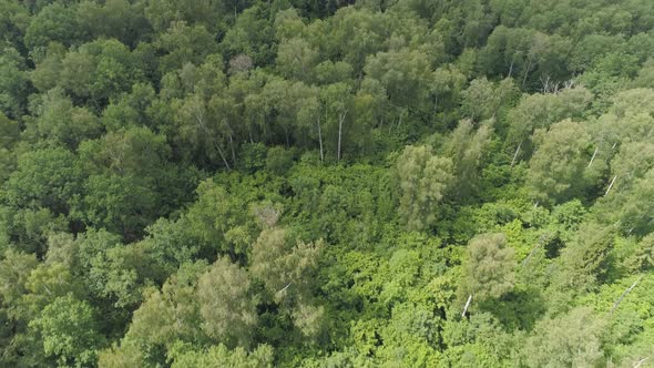 Flight Over the Green Forest