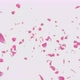 Pink Rose Petals - VideoHive Item for Sale