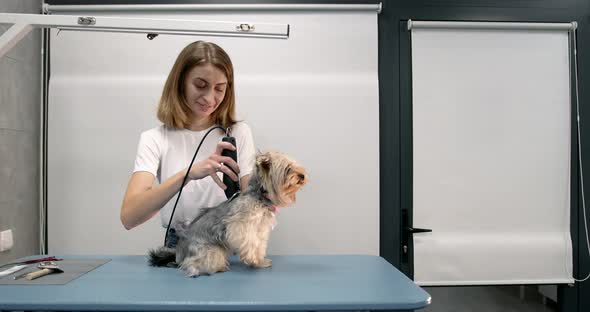 Professional Groomer Trimming a Yourkshire Terrier
