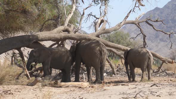 Herd of elephants grazing around a big tree trunk 