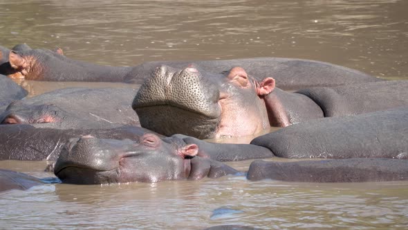 Close Up Of African Hippos Sleeping And Resting In Rivers Or Lakes In Wild