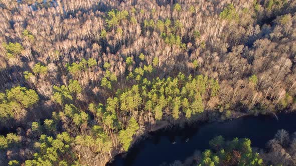 Aerial View of the River Between the Pines