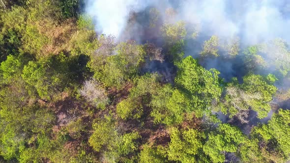 Aerial view smoking wild fire forest, sunny day, in USA - tilt up, drone shot