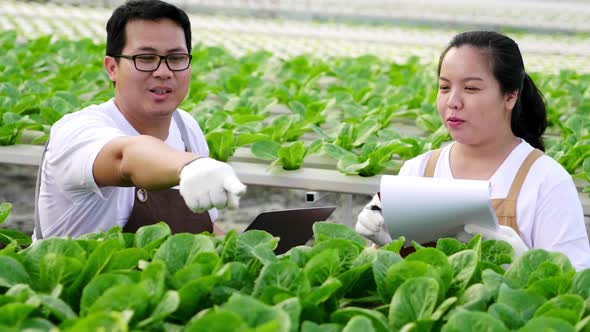 Happy Asian farmer couple checking stock and quality and order of organic vegetables