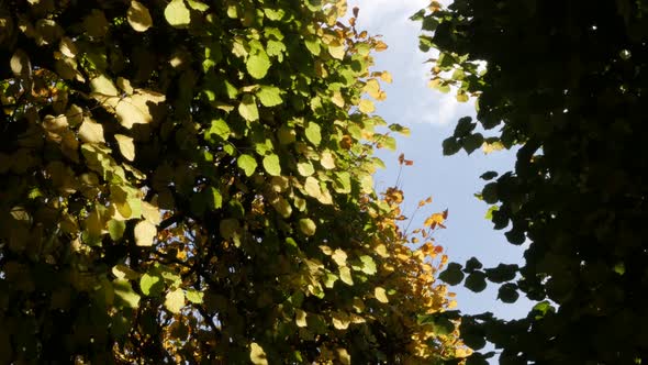 Maintained treetops colorful leaves in yellow and orange against blue sky natural background  4K 216