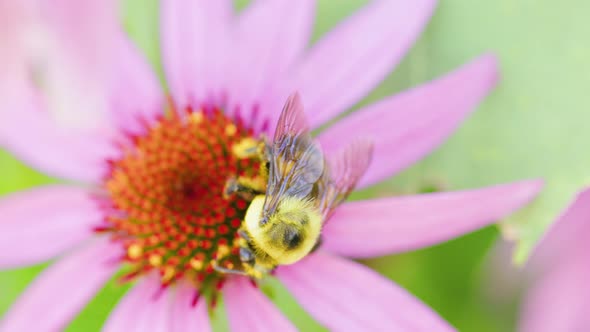 Large carpenter bee pollinates a pretty red and pink flower in the summmer or spring time. Shot in 4