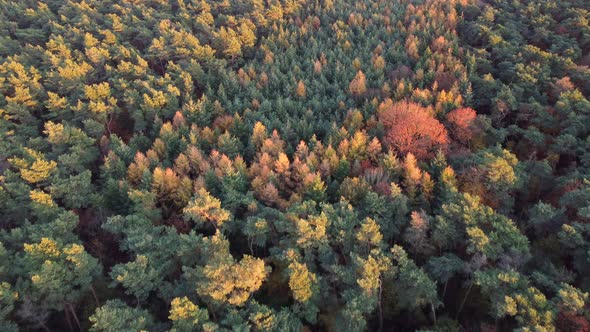 Aerial view of autumn forest, Munningsbos, Limburg, Netherlands.