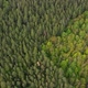 Flight over the green forest. Epic panoramic shot. Top view of pine trees in spring - VideoHive Item for Sale