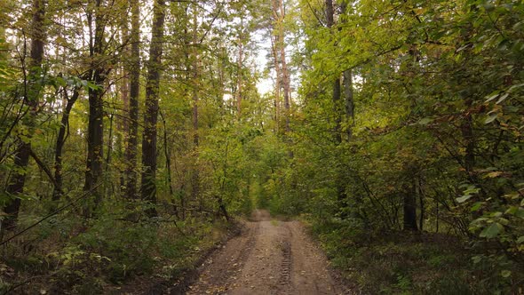 Autumn Forest with Trees By Day