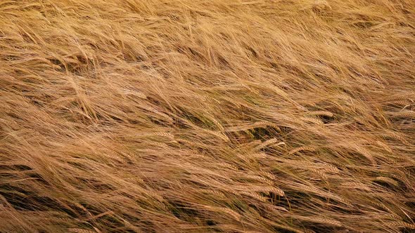 Corn At Sunset - Amber Waves Of Grain