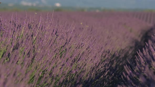 Row of lavender field at summer in Plateau de Valensole, Provence France