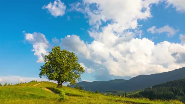 Mountainous Landscape with a Lonely Tree and Walking Cows