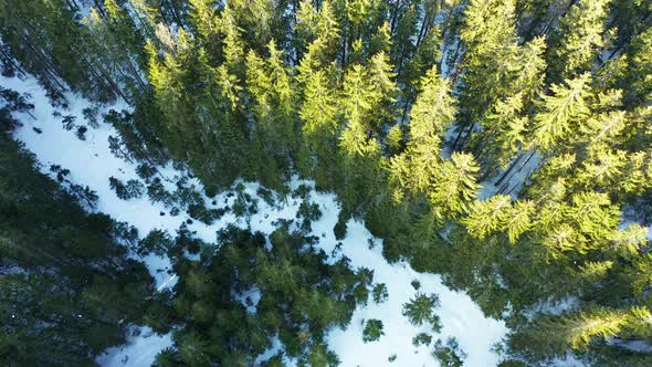 Aerial forward top-down over snowy conifers woods, Tatry mountains. Carpathians