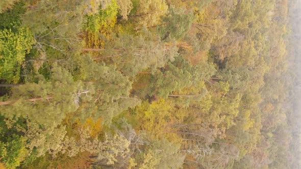 Vertical Video Autumn Forest with Trees in Ukraine Slow Motion