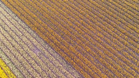 Aerial view of rows of tulips at Keukenhof botanical garden, Lisse, Netherlands.