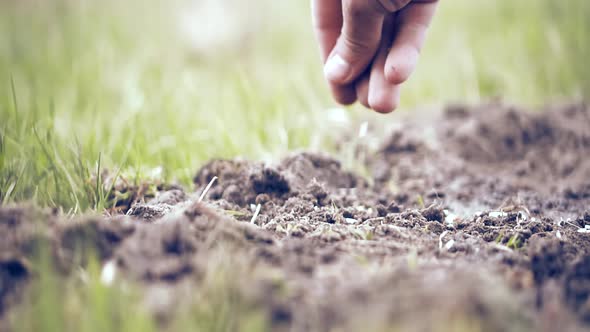 Farmer Planting Seed In Soil. Vegetable On Sowing Soil On Garden. Planted On Farmland,