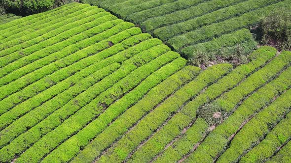 Tea plantation in mountain