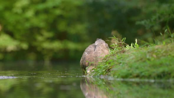 Low close static shot of a buzzard standing on the grassy bank of a pond in a forest drinking water,