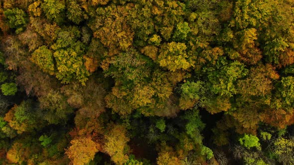 drone flight over beautiful autumn colored forest with rotating camera