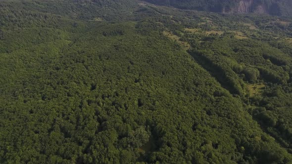 Flying Above Vast Green Forest