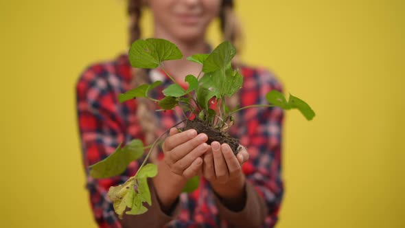 Closeup Green Herb in Female Adolescent Caucasian Hands at Yellow Background