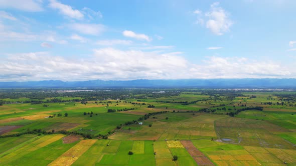 4K Aerial view of agriculture in rice fields for cultivation.