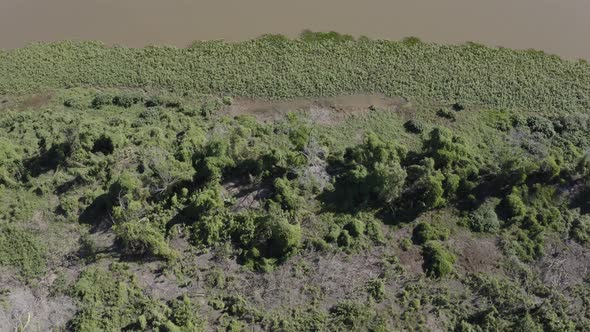 Aerial shot of recovering Pantanal after fires, vegetation taking over dead trees at river edge