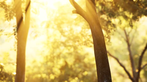 Sunbeams Pour Through Trees in Misty Forest