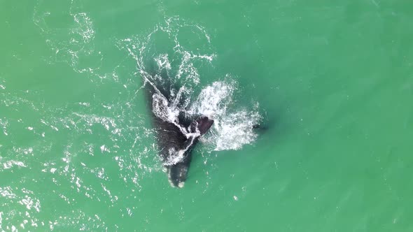 Aerial view of southern right whale close to beach, Western Cape, South Africa.
