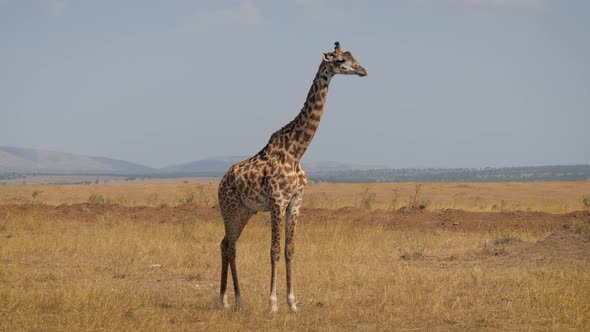 Wild Giraffe Stands In African Savannah Against Of Dried Yellow Grass Of Plain