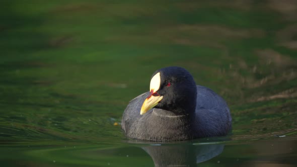 Close up shot of swimming Red-gartered Coot Bird in natural lake during summer - Fulica Armillata or