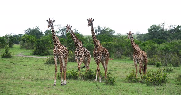 Masai Giraffe, giraffa camelopardalis tippelskirchi, Group standing in Savanna