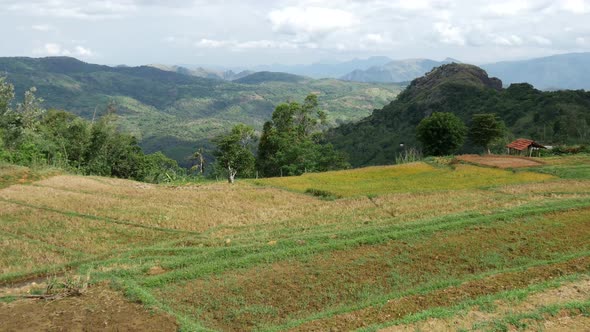 Tilt from a rice terrace in Central Province, Sri lanka