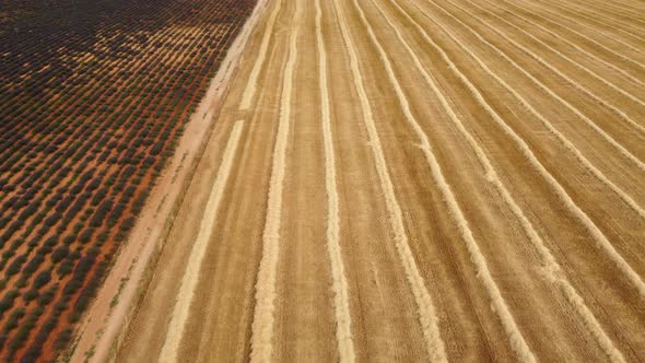 Harvested Wheat Field Agriculture Aerial