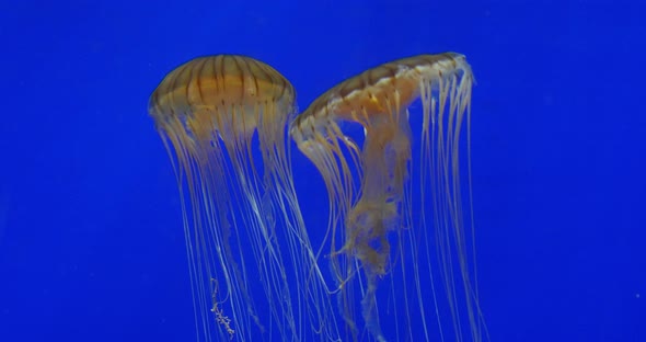 952099 Japanese Sea Nettle, chrysaora pacifica, real time 4K