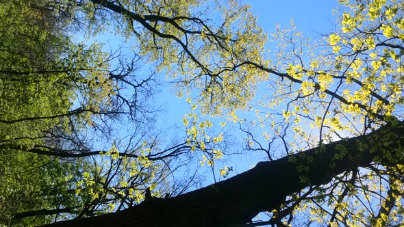 Vertical Video of the Forest in the Spring on a Sunny Day