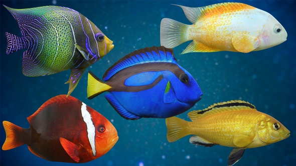 5 Fishes Pack V03