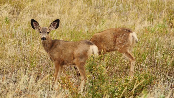 White-tailed deer scratches head with its hoof