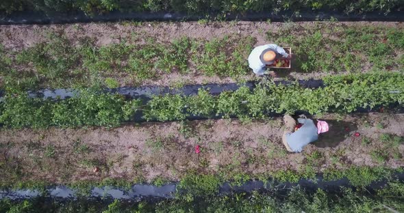 Aerial fast descent onto two men picking tomatoes.