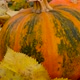 Large Bright Ripe Orange Pumpkins Lie on Yellow Fallen Leaves in the Garden - VideoHive Item for Sale