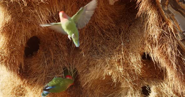 Cute parrots are sitting in their nest in a quiver tree, wildlife of Namibia