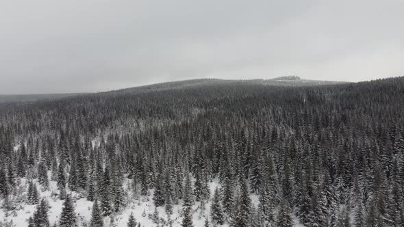 Aerial view of winter forest covered in snow 