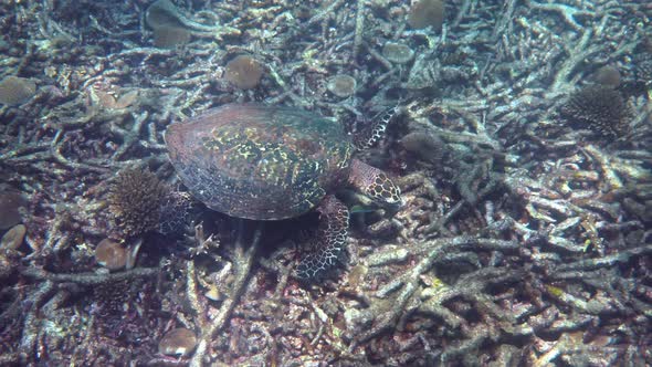 Hawksbill Sea Turtle Slowly Swimming in Blue Water Through Sunlight Try to Find Food on Coral Reef