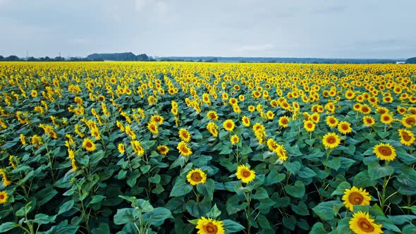 Flowering of Yellow Sunflowers in the Field