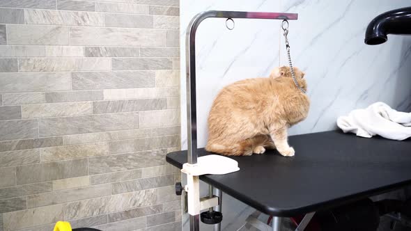 Drying small cat after washing in modern pet salon
