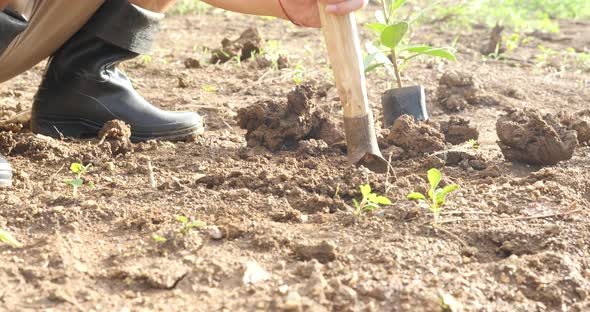 Man Digs A Hole To Plant A Tree