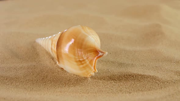 Long Sea Shell with Sand, Rotation, Close Up